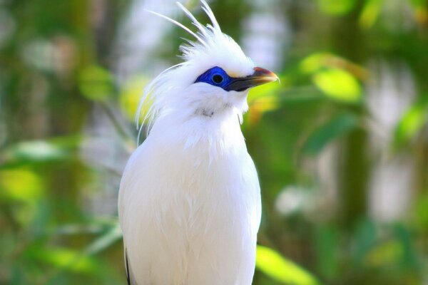 Papagaio na natureza