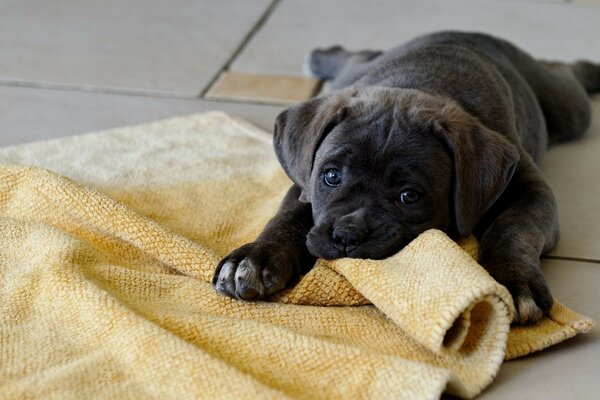 Filhote de cachorro preto morde o pano de chão