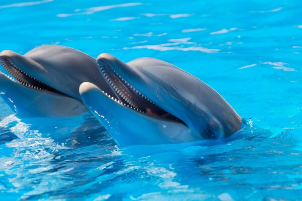 Dos delfines salen del agua