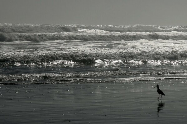 A bird walking along the coast of the sea