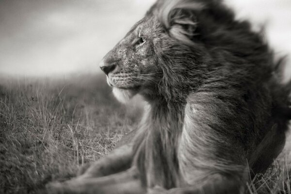 Black and white landscape with a lion