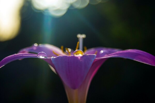 Foto einer Blume mit unscharfen Hintergründen