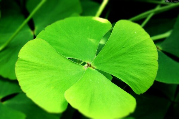 Flore de la nature avec une feuille de trèfle solitaire