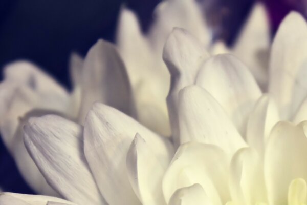 Macro d un pétale de fleur blanc