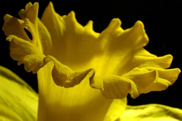 Metà del narciso giallo su sfondo nero