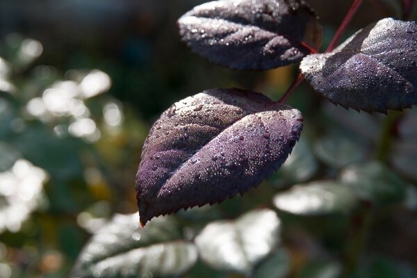 Foglie di rosa cremisi su sfondo sfocato