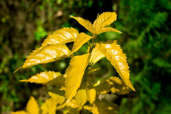 Planta amarilla cerca de Dzerzhinsky