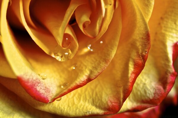 Yellow rose with red border and water droplets