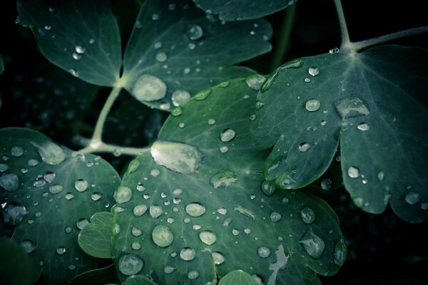 Blätter im Regen, Vignette