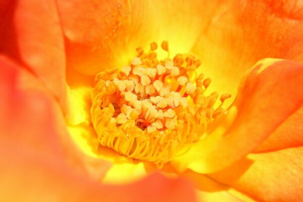 Flor amarillo-naranja con pistilos y estambre en el medio