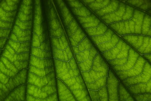 Grünes Blatt der Pflanze Makro