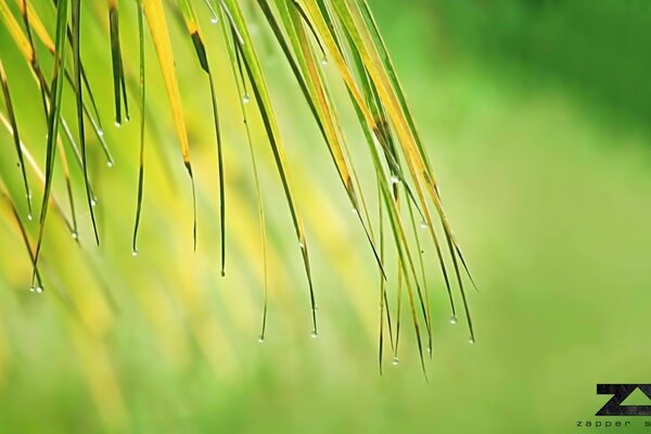 Pradera de verano primer plano