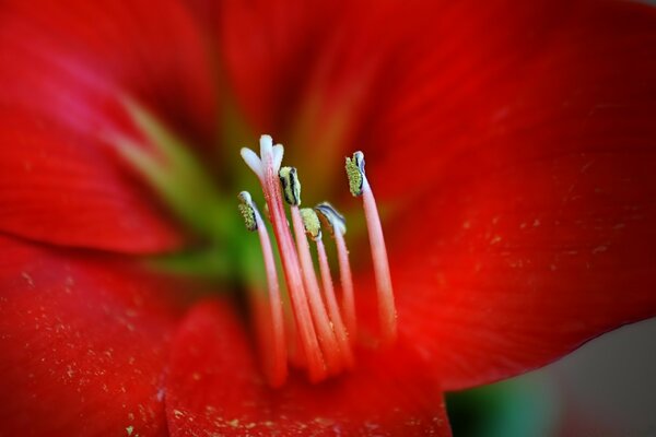 Fiore rosso in un giorno d estate