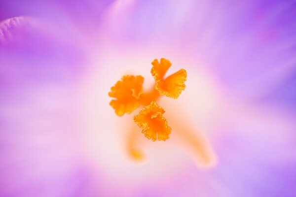 Orange flower on a violet background