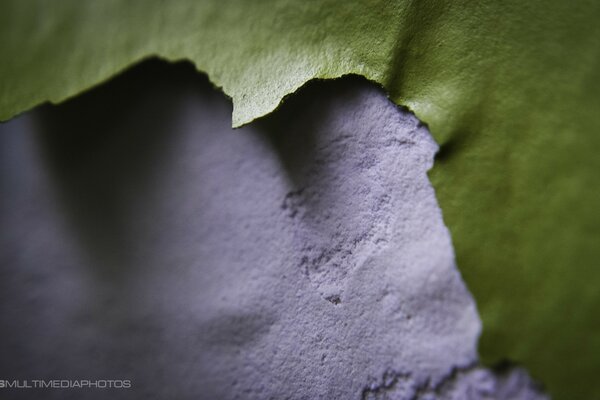 Green leaf on the background of chernozem