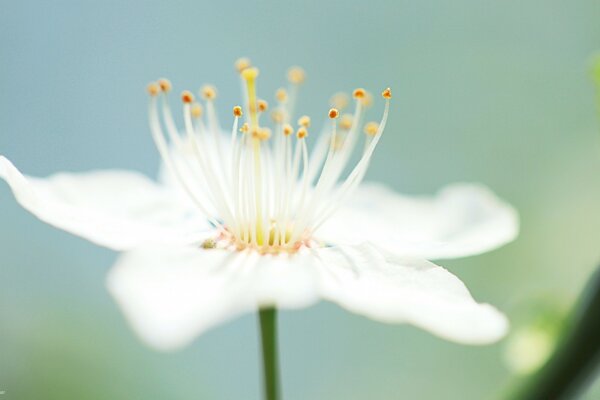 Fleur blanche sur fond de verdure