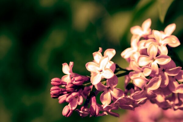 Die blühenden Knospen des Sommergartens