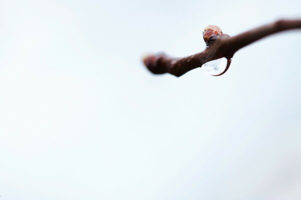 Macro photography of water droplets on a branch