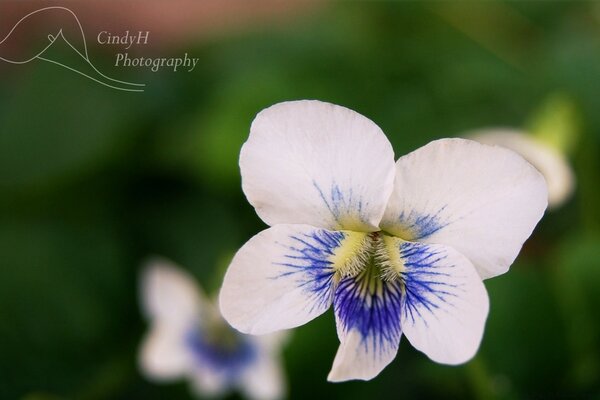 Fotografia macro di un bel fiore bianco