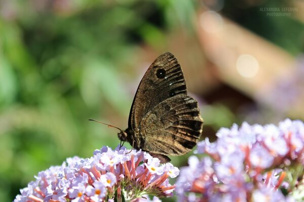 Makro-Schmetterling, der auf einer Blume sitzt