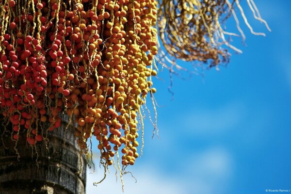 Fruits de fruits suspendus dans les branches sur fond de ciel