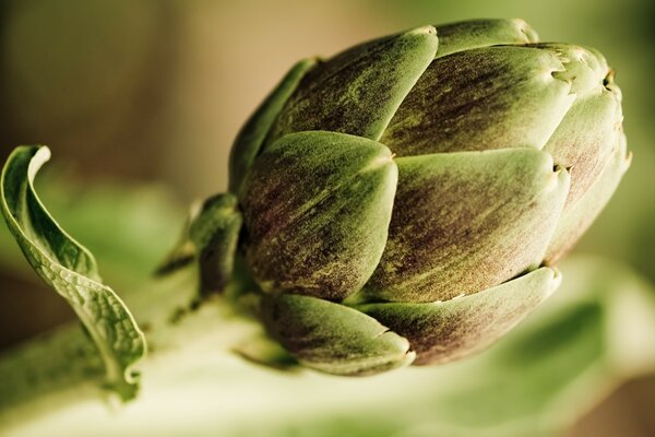 Caras precisas de la flor en el fondo borroso