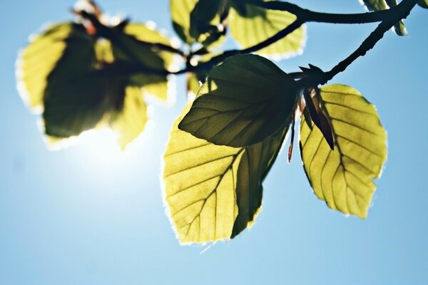 Green branch on a blue sky background