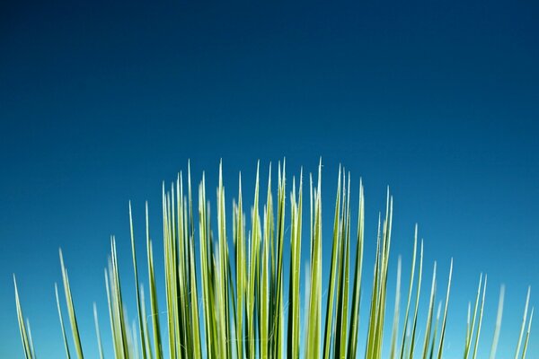 Green grass on a blue sky background