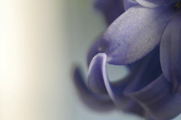 Macro de pétales de fleurs lilas