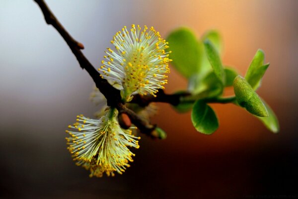 Die Natur in der Mikrofotografie. Gelber Pollen