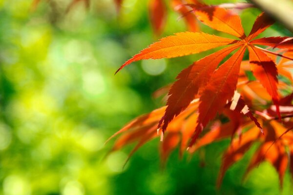 Herbstblatt. Roter Herbst