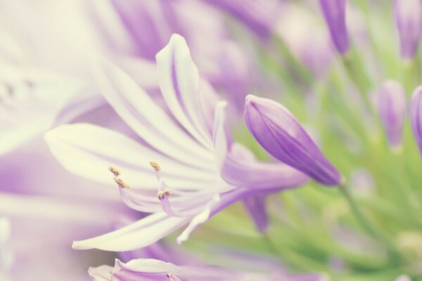 Macro fotografía de una flor púrpura en un claro