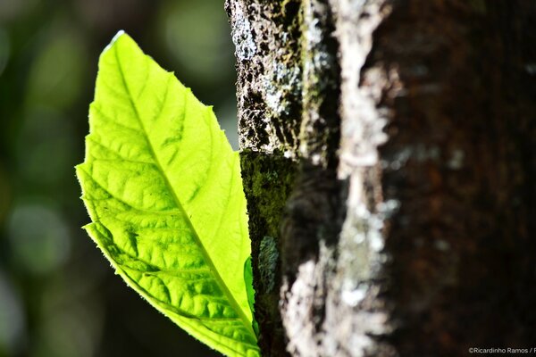 Macro photography of a green young leaf