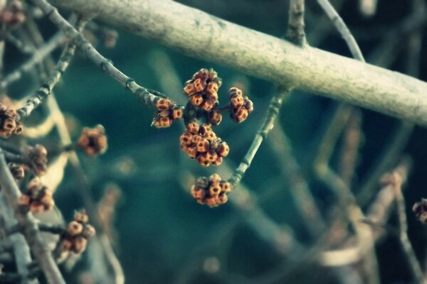 Fotografia macro di rami secchi nella foresta