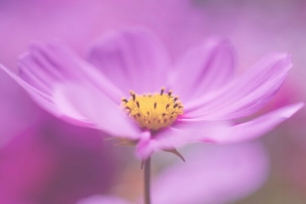 In shades of pink background and flower in one color