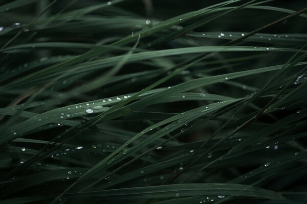 Dewdrops or raindrops close-up