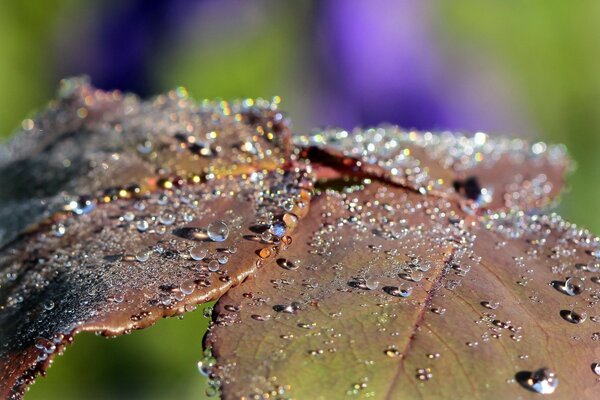 Morning dew on the leaves of trees