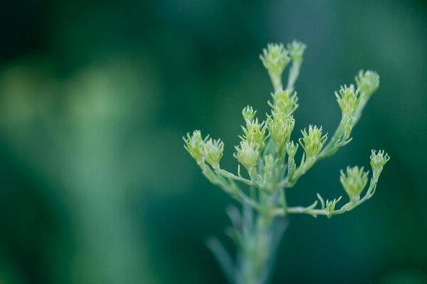 Germoglio su sfondo verde