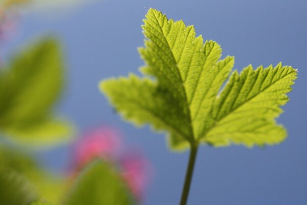 Crimson leaf on a blurry background