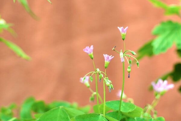 Flores en flor en un fondo rojizo