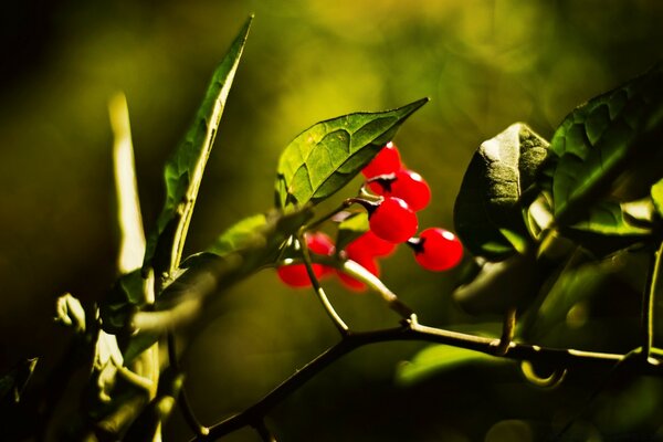 Macro photography of lingonberry berries at sunset