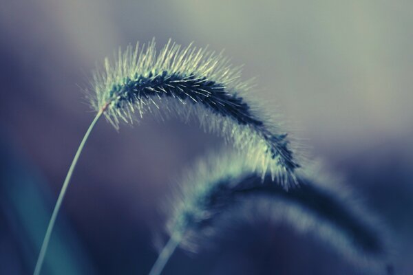 Macro shooting of fluffy spikelets on a gray blurred background