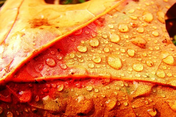 秋天的枫叶在雨中