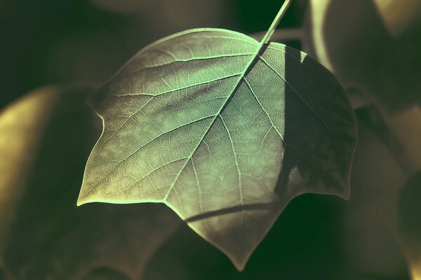 Green-yellow leaf on a blurry green background