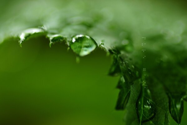 Macro photography of dew on a fern leaf