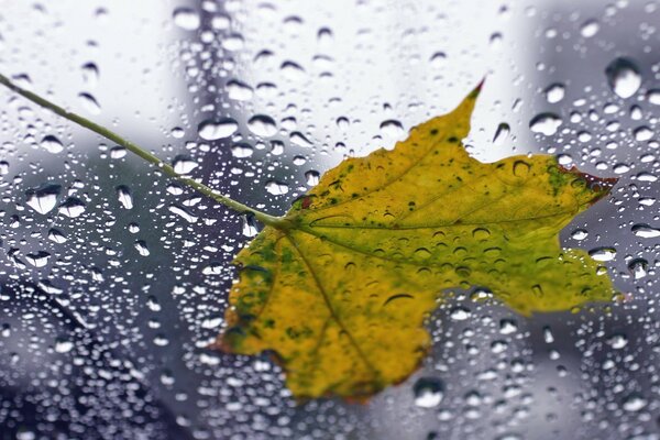 Осенний кленовый лист на дождливом окне