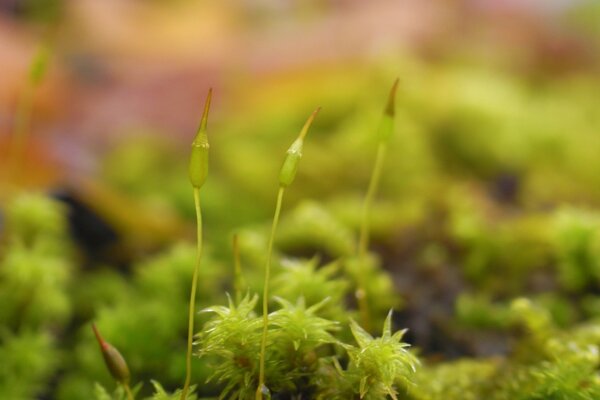 Exotic plants on the desktop