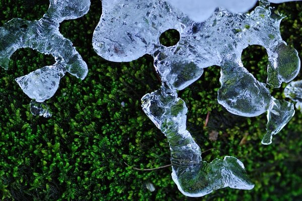 Makrofotografia lodu na zielonym liściu