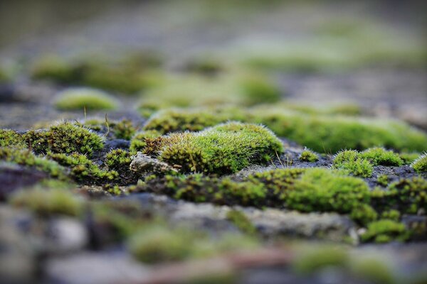 Macro photography moss on rocks