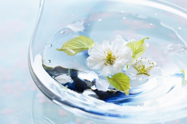 Fleur blanche dans l eau claire